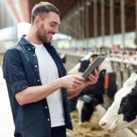 Man looking at device in front of cows in pens.